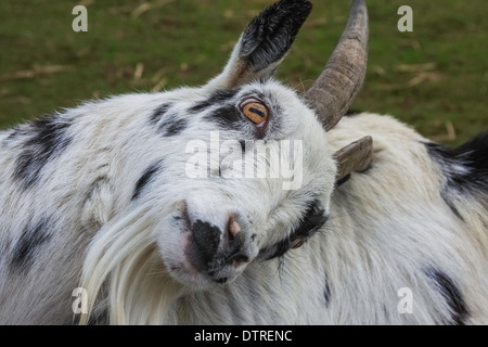 Ziegenbock, White Post Farm, Farnsfield, Nottinghamshire, UK Stockfoto