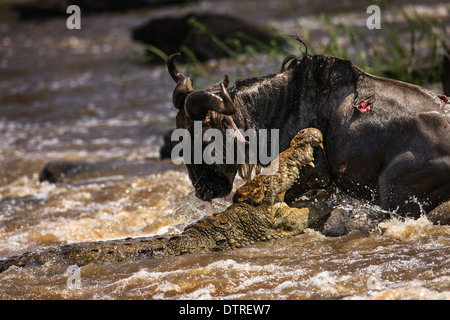 Krokodil töten gnu Stockfoto