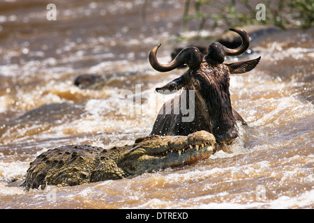 Krokodil töten gnu Stockfoto