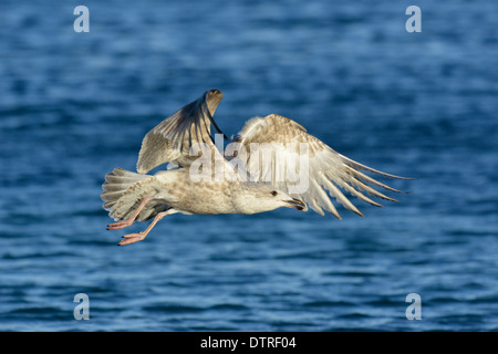 Silbermöwe Larus Argentatus - 2. Winter Stockfoto