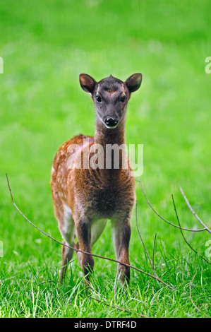 Junge philippinische entdeckt Rehe / (Cervus Alfredi) Stockfoto