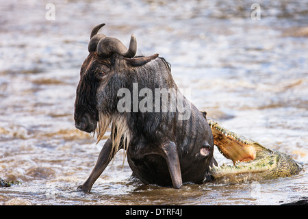 Krokodil töten gnu Stockfoto