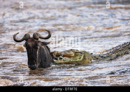 Krokodil töten gnu Stockfoto