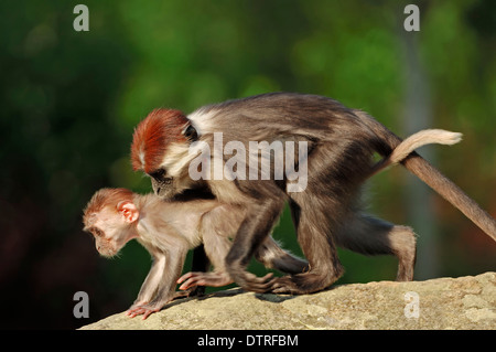 Junge rot-capped Mangabey / (Cercocebus Manlius) / Cherry gekrönt Mangabey, weiße-Kragen Mangabey Stockfoto