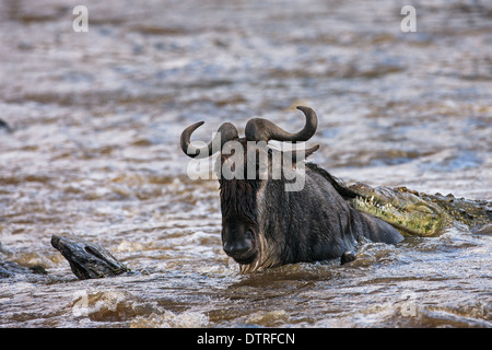 Krokodil töten gnu Stockfoto