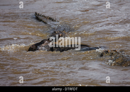 Krokodil töten gnu Stockfoto