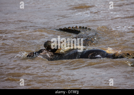 Krokodil töten gnu Stockfoto