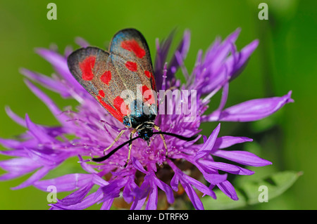 New Forest Burnet, Provence, Südfrankreich / (Zygaena Viciae) Stockfoto