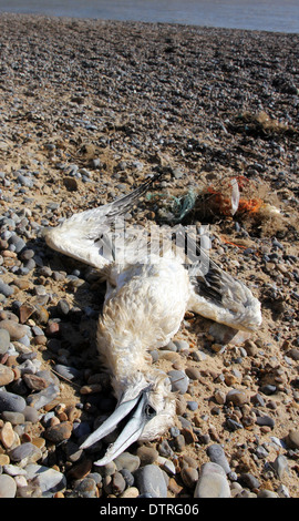 Toten Gannet angespült Suffolk Strand nach schweren Winterstürmen Februar 2014 Stockfoto