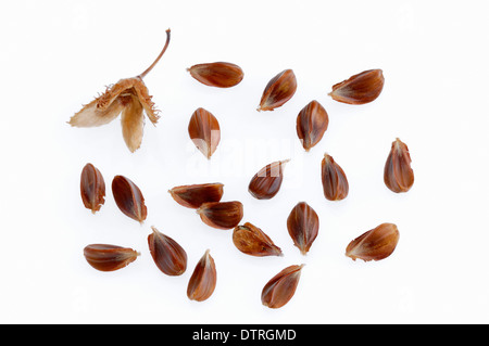 Bucheckern / (Fagus Sylvatica) / Europäische Buche, Rotbuche Stockfoto