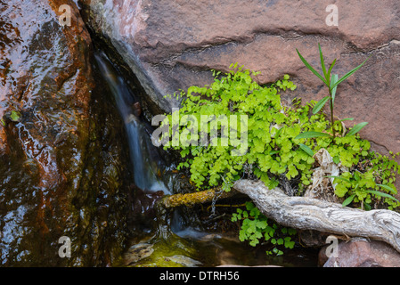 Tausend-Farn, Venushaarfarns Capillus-Veneris, Zion Nationalpark, Utah, USA Stockfoto