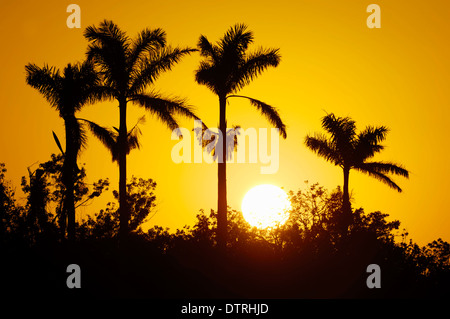 Palmen bei Sonnenuntergang Everglades National Park, Florida, USA Stockfoto