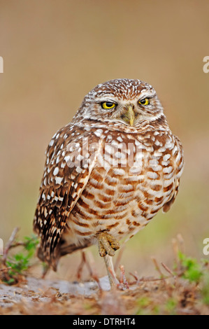 Kanincheneule, Florida, USA / (Speotyto Cunicularia, Athene Cunicularia) Stockfoto