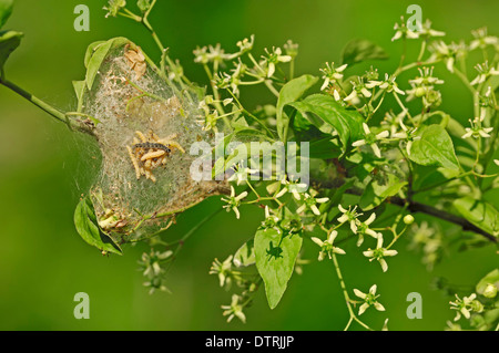 Spindel Hermelin Moth Raupen am europäischen Spindel Baum Nordrhein-Westfalen Deutschland / (Yponomeuta Cagnagella) (Euonymus Stockfoto