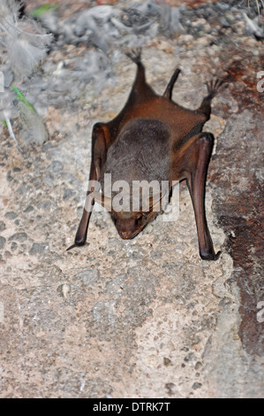 Schwarz-bärtige Grab Bat, Rajasthan, Indien / (Taphozous Melanopogon) / schwarz-bärtige Sheathtail-Fledermaus Stockfoto