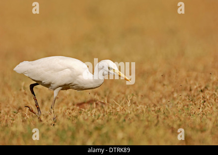 Kuhreiher, Keoladeo Ghana Nationalpark, Rajasthan, Indien / (Bubulcus Ibis) Stockfoto