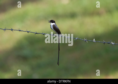 Gabel-tailed Flycatcher (Tyrannus Savana), thront auf einem Stacheldrahtzaun, Magdalena-Tal, Kolumbien. Stockfoto