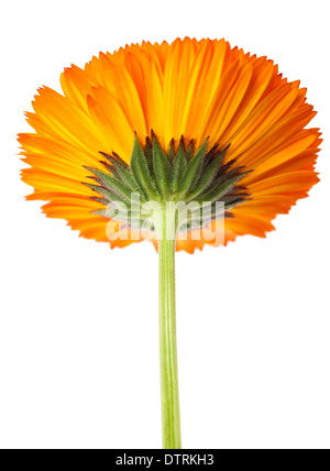 Ringelblume Corolla isoliert auf weiss Stockfoto
