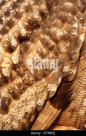 Uhu, Gefieder Detail / (Bubo Bubo) / Federn Stockfoto