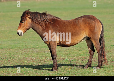 Exmoor Pony, Stute Stockfoto