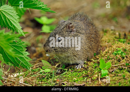 Wilde Meerschweinchen / (Cavia Aperea) / brasilianische Guinea Pig Stockfoto