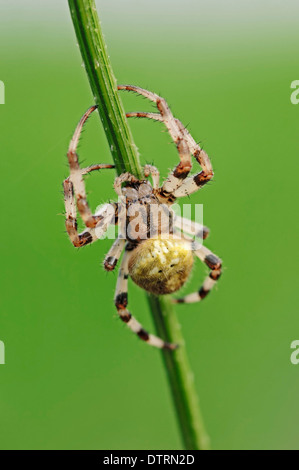 Vier vor Ort Orb Weaver, North Rhine-Westphalia, Deutschland / (Araneus Quadratus) / Fourspotted Orbweaver Stockfoto