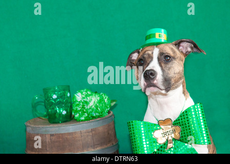 St. Patricks Day Hund Stockfoto