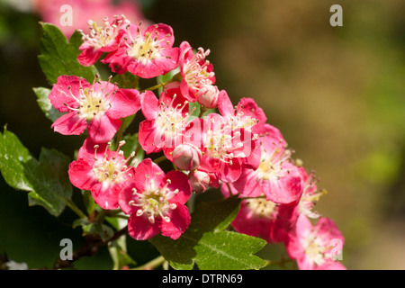 Blumen der kleinen Frühling blühende rote Hawthorn tree, Crataegus laevigata 'Crimson Wolke'. Stockfoto