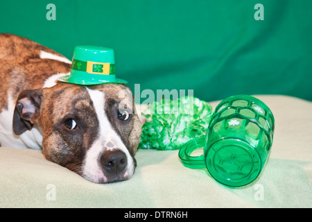 St. Patricks Day Hund Stockfoto