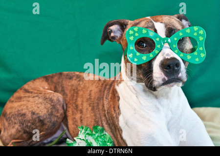 St. Patricks Day Hund Stockfoto