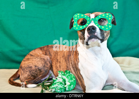 St. Patricks Day Hund Stockfoto
