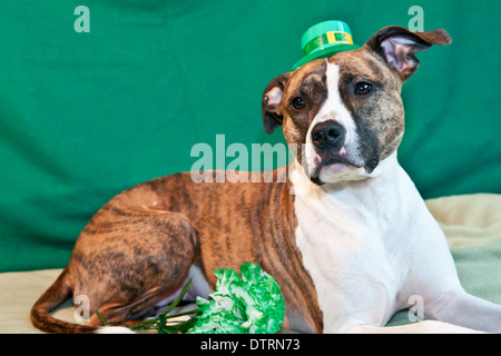 St. Patricks Day Hund Stockfoto