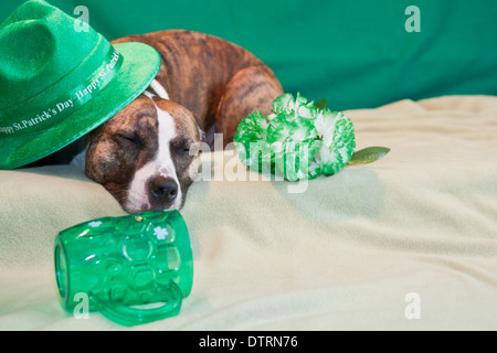 St. Patricks Day Hund Stockfoto