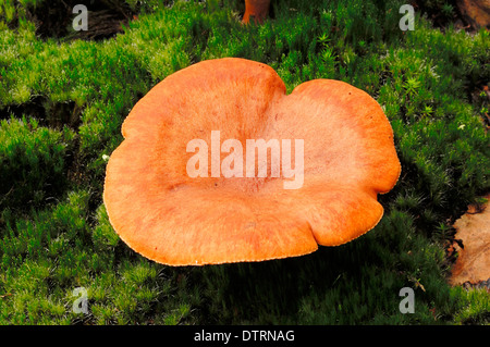 Rufous Milch Cap, North Rhine-Westphalia, Deutschland / (Lactarius Rufus) / Rufous Milkcap Stockfoto