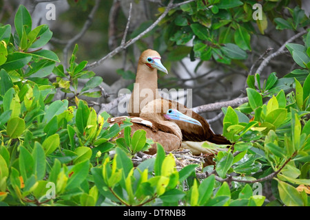 Red Footed Sprengfallen (Sula Sula) nisten in Mangroven, Boca de Bobos Los Roques Nat.-Park, Venezuela Stockfoto