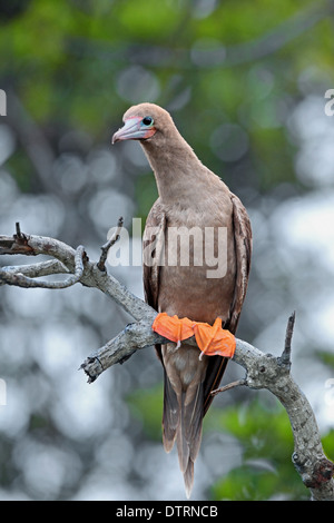 Red Footed Sprengfallen (Sula Sula) braun Phase, Los Roques Nat Park, Venezuela Stockfoto