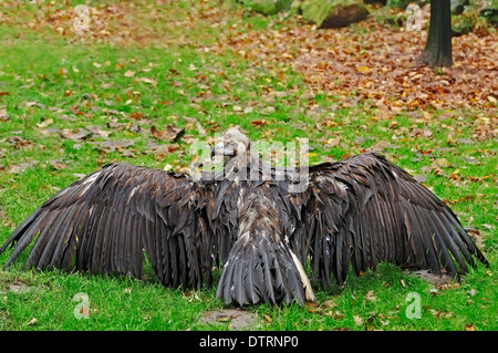 Europäische Schwarzgeier / (Aegypius Monachus) / Flügel Stockfoto