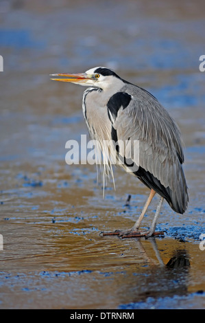 Graureiher auf Eis, North Rhine-Westphalia, Deutschland / (Ardea Cinerea) Stockfoto