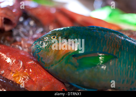 Papagei-Fisch, Fisch und Meeresfrüchte am asiatischen Markt Stockfoto