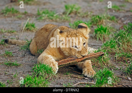 African Lion, Jungtier / (Panthera Leo) Stockfoto