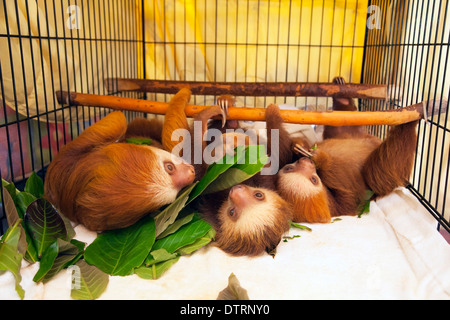 Das Baby verwaiste Hoffmanns Zweizehen-Faultiere (Choloepus hoffmanni), die sich im Sloth Sanctuary in Costa Rica mit Blättern ernährten Stockfoto