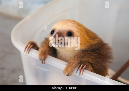 Baby Hoffmanns zweizehiges Faultier (Choloepus hoffmanni), das während des Spielens in der Kinderstube des Faulenzes an einer Wanne hängt Stockfoto