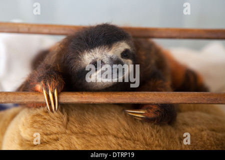 Baby brown-throated Drei-toed Sloth (Bradypus variegatus) während der Spielzeit im Kindergarten Bei einem faultier Heiligtum