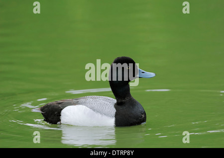 Größere Scaup, Drake / (Aythya Marila) Stockfoto