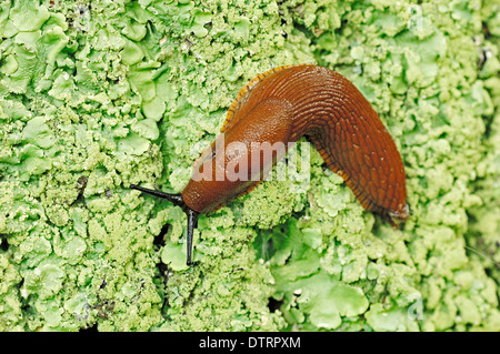 Große rote Slug, Frankreich / (Arion Rufus) / größere rote Slug Stockfoto