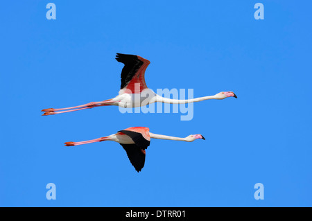 Rosaflamingo, Camargue, Provence, Südfrankreich / (Phoenicopterus Ruber Roseus) Stockfoto