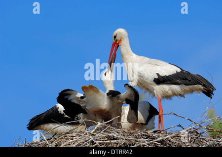 Weißstorch mit jungen im Nest / (Ciconia Ciconia) Stockfoto