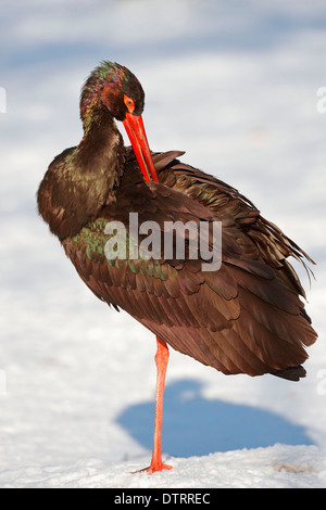 Black Stork / (Ciconia Nigra) Stockfoto