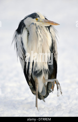 Graureiher, North Rhine-Westphalia, Deutschland / (Ardea Cinerea) Stockfoto