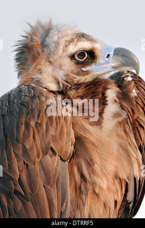 Europäische Schwarzgeier / (Aegypius Monachus) Stockfoto